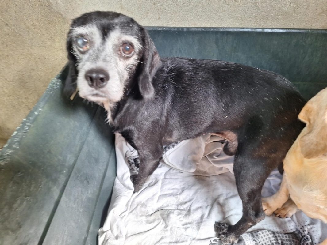 Cooper - Chien à adopter