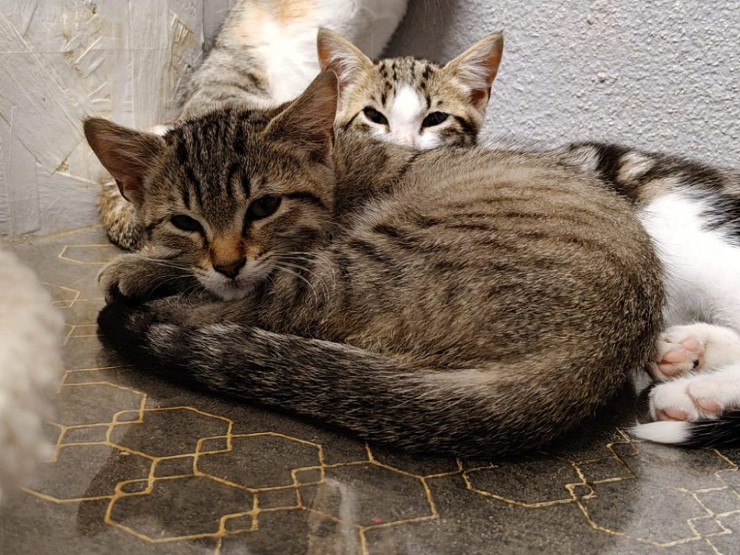 Flit - Chat Européen à adopter