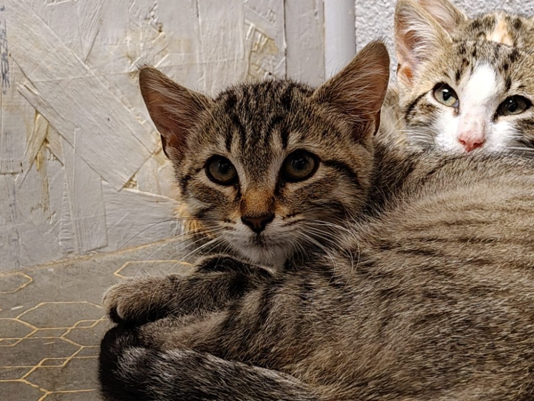 Flit - Chat Européen à adopter - photo 2