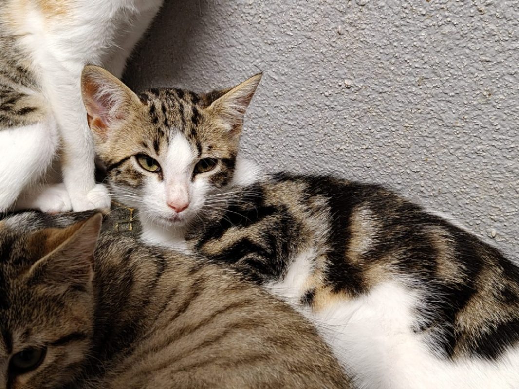 Meiko - Chat Européen à adopter
