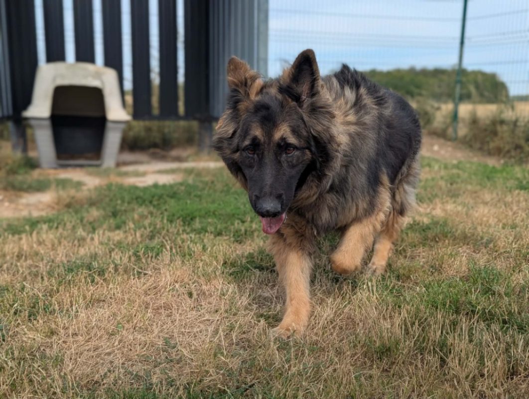 Scott - Chien à adopter