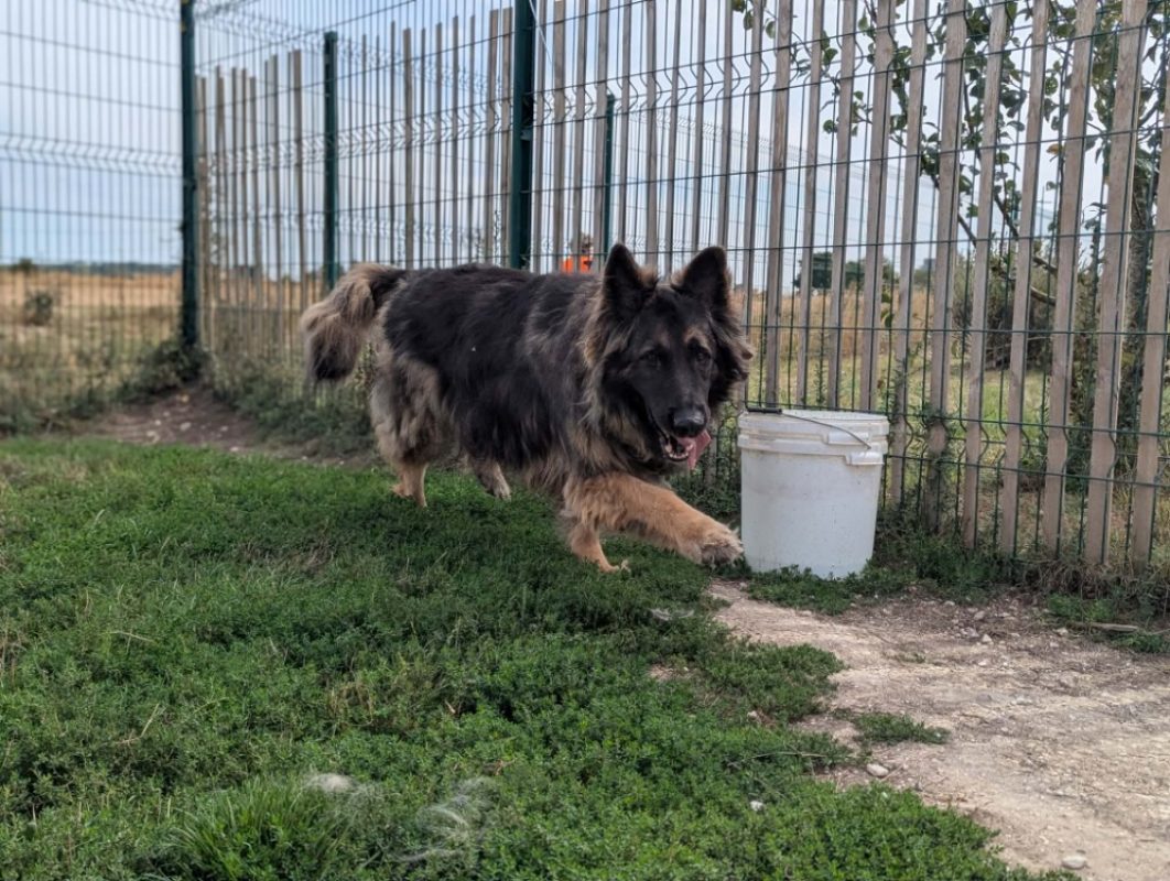 Scott - Chien à adopter - photo 2
