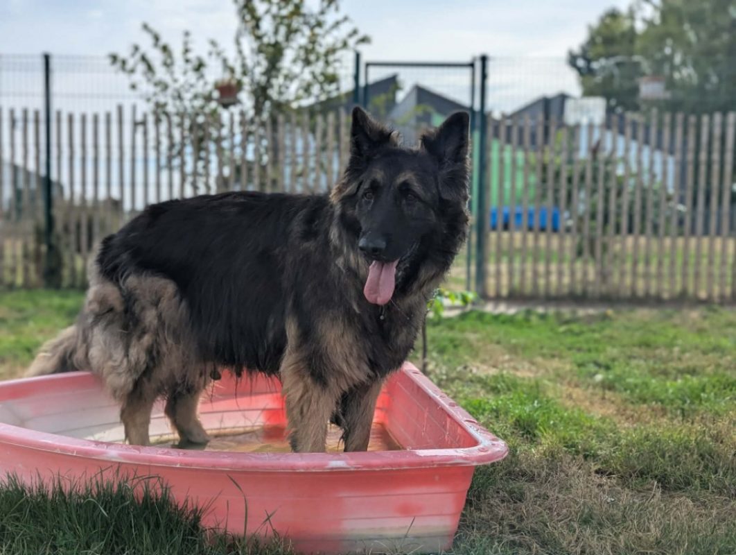 Scott - Chien à adopter - photo 4