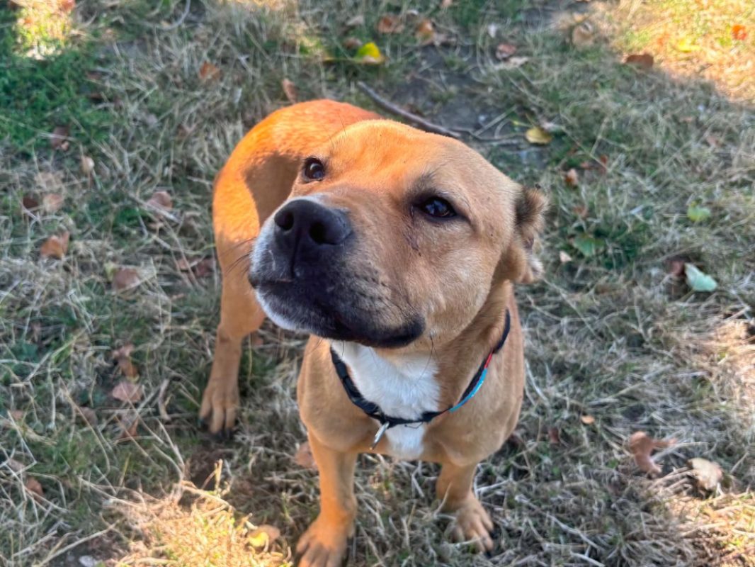 Loki - Chien à adopter