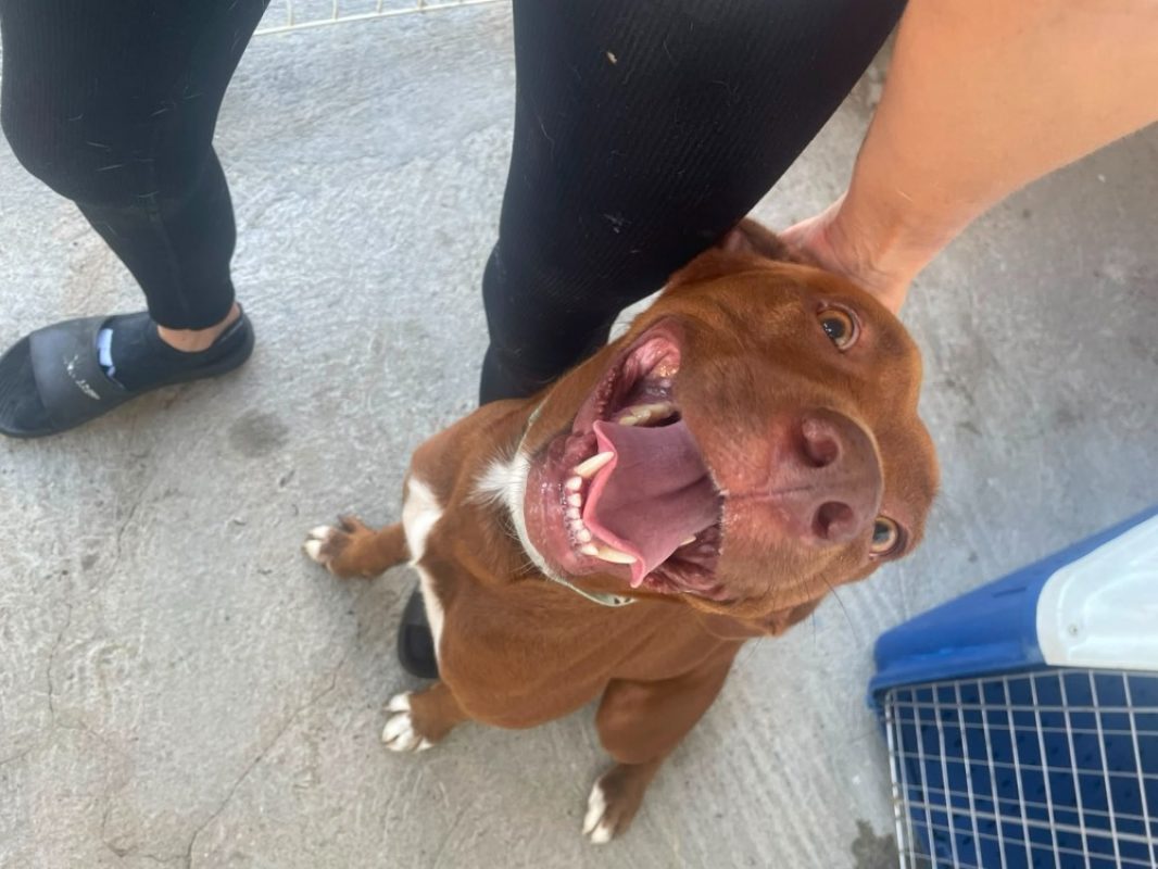 Diva - Chien à adopter