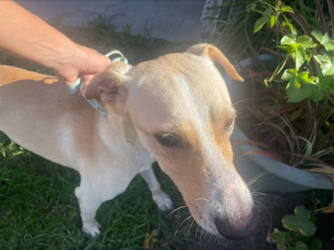 Diablo - Chien à adopter