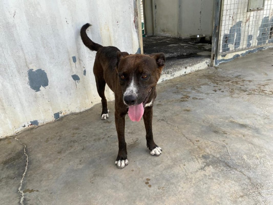 Ti- coeur - Chien à adopter