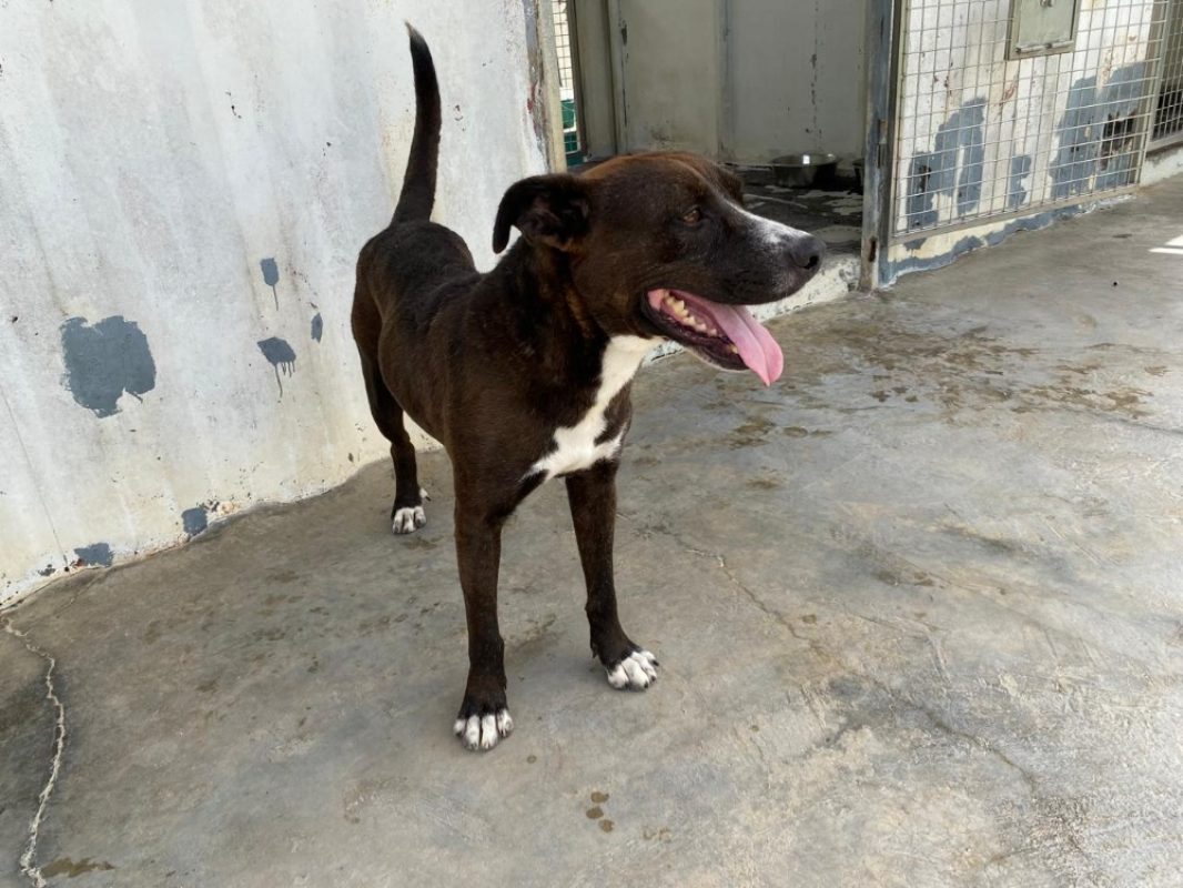 Ti- coeur - Chien à adopter - photo 2