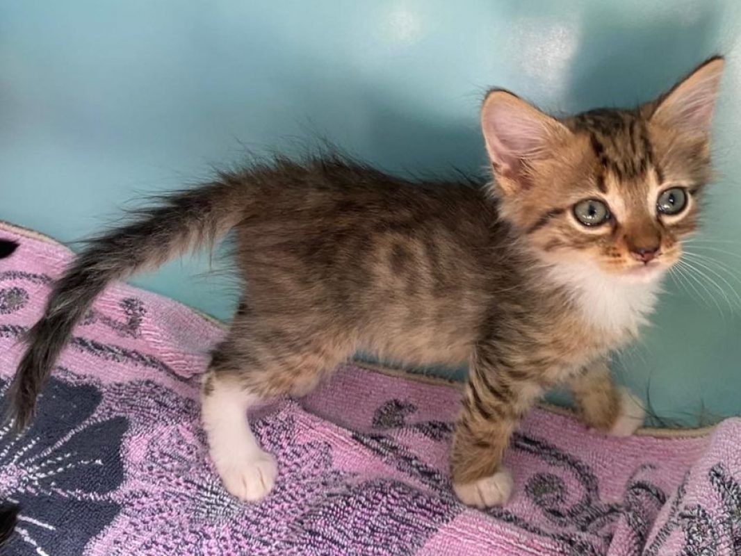 Umi - Chat Européen à adopter