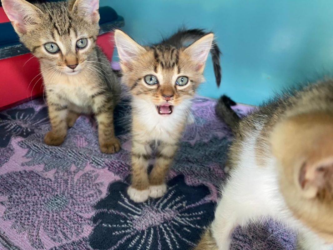 Umi - Chat Européen à adopter - photo 3