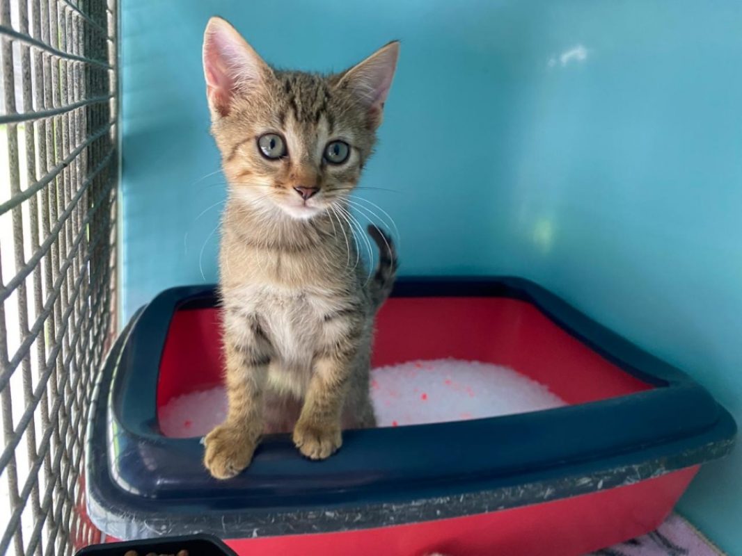 Uno - Chat Européen à adopter