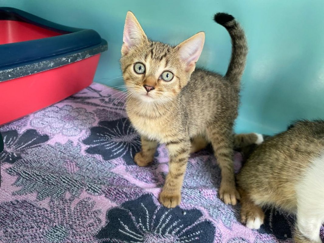 Uno - Chat Européen à adopter - photo 2