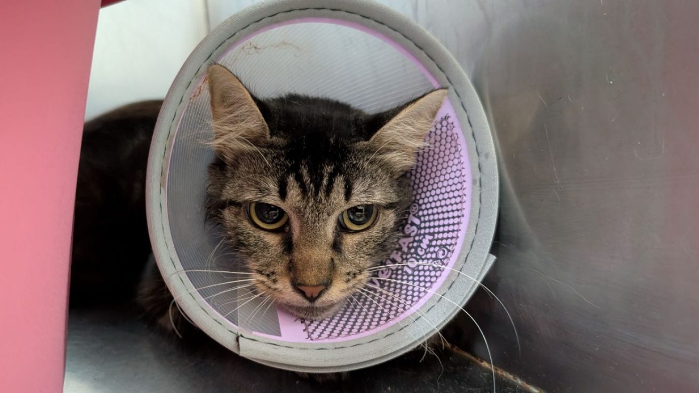 Bichette - Chat Européen à adopter