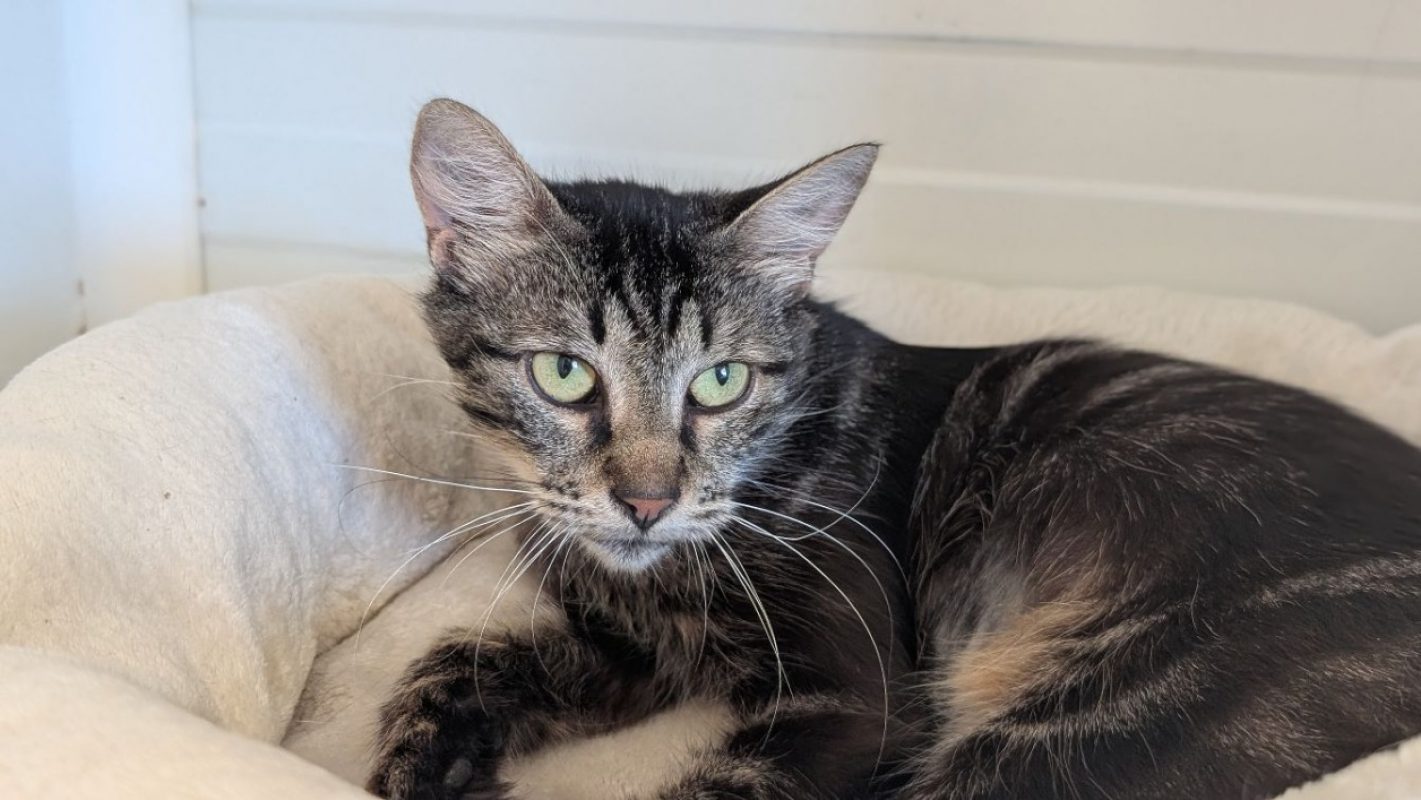 Bichette - Chat Européen à adopter