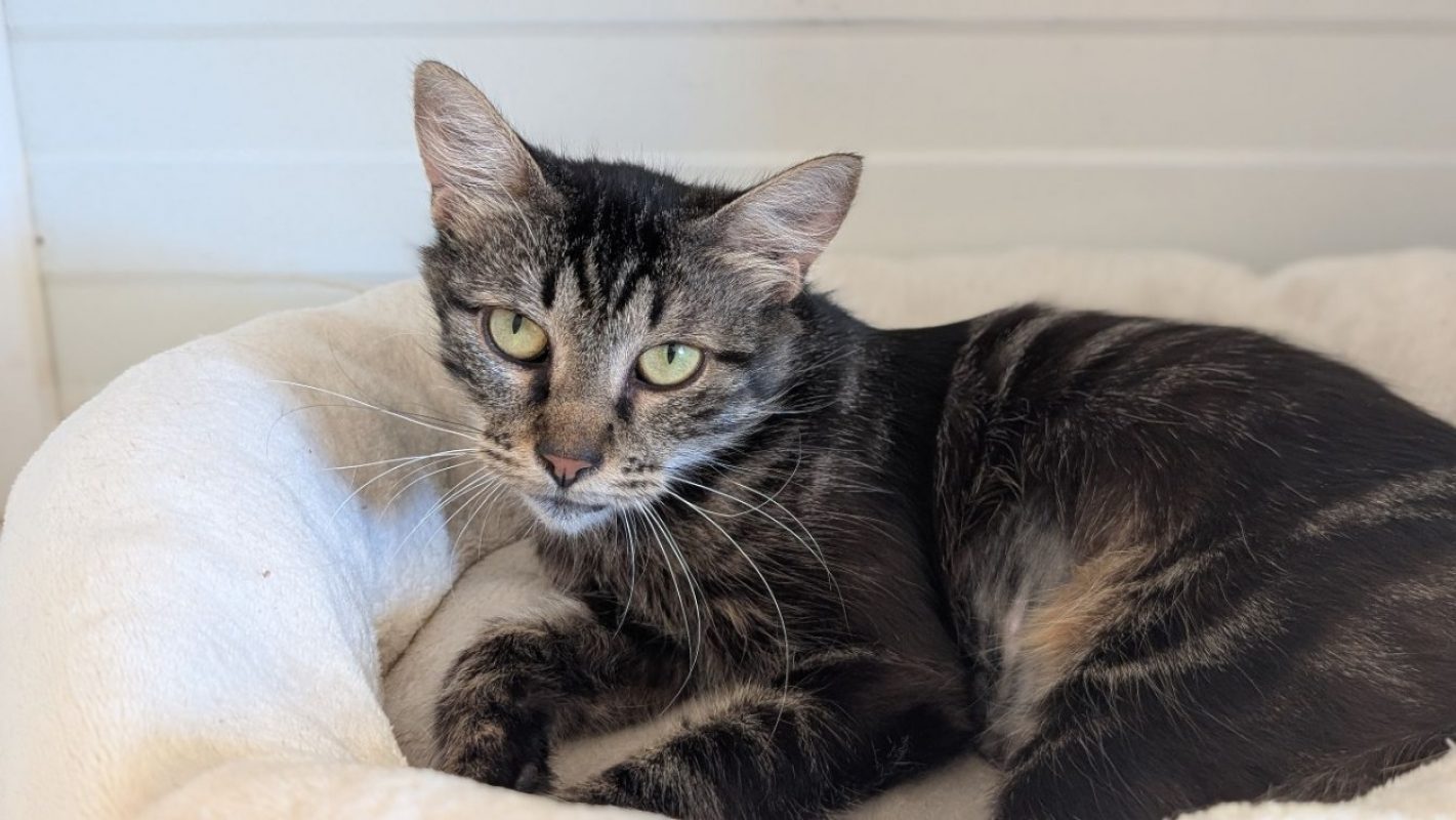 Bichette - Chat Européen à adopter - photo 2