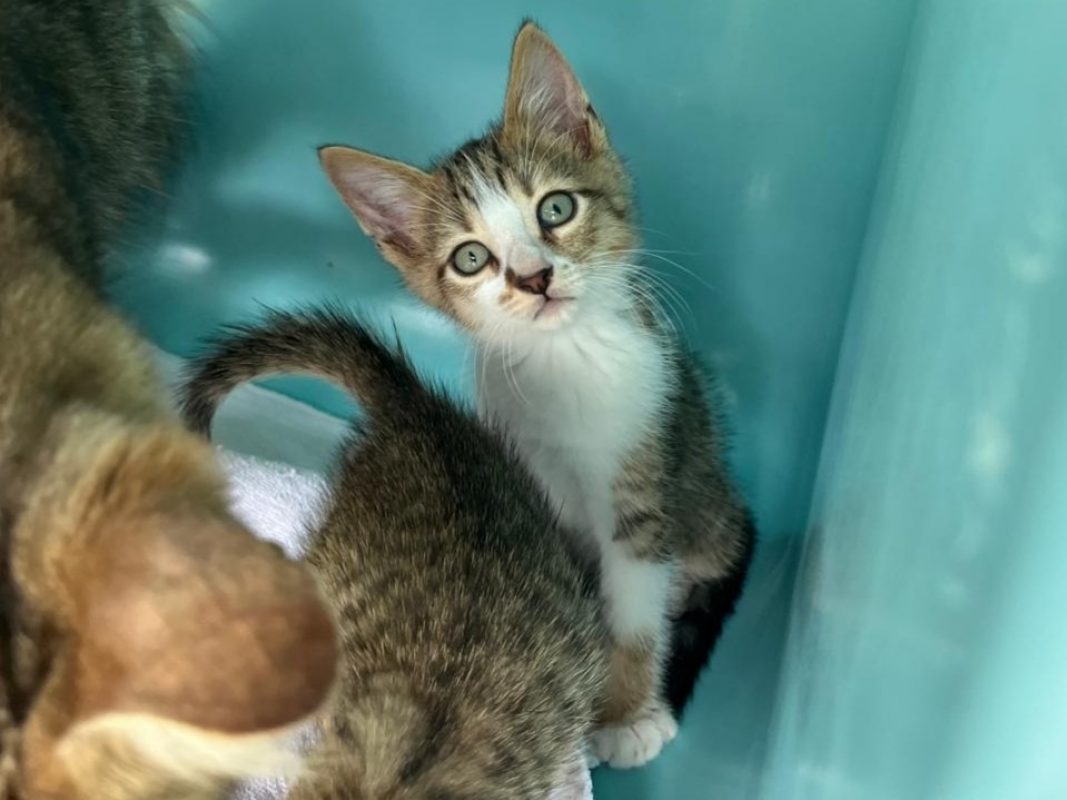 Ulys - Chat Européen à adopter