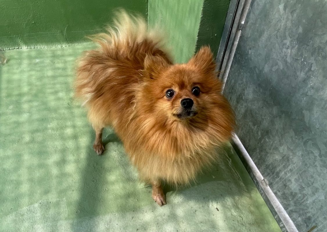 Bobi - Chien Spitz Allemand à adopter