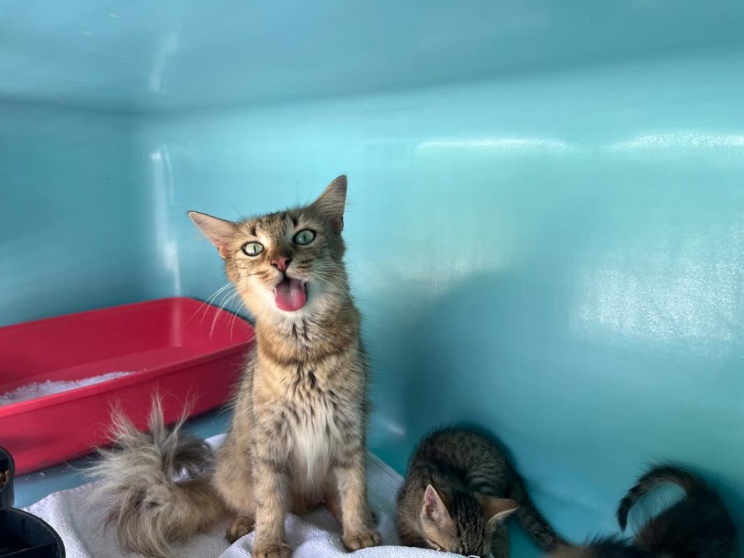Ulya - Chat Européen à adopter