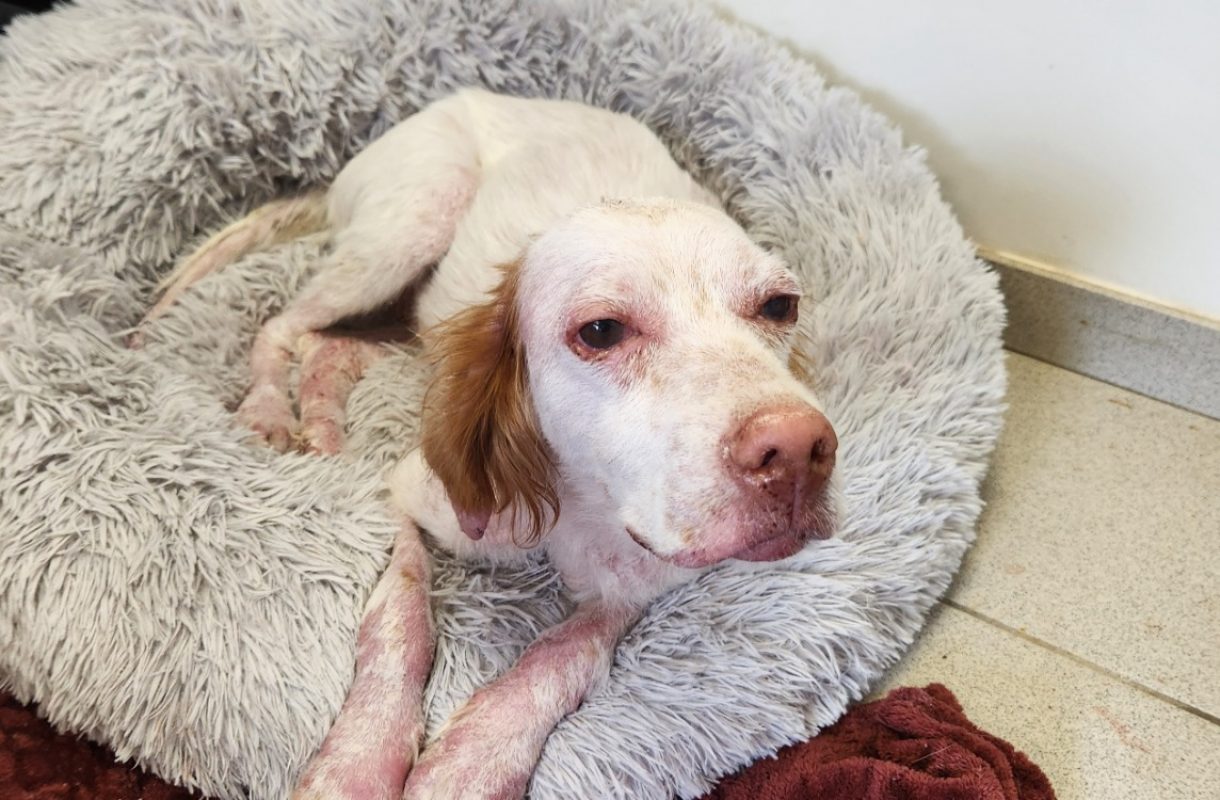 Etoile - Chien Setter Anglais à adopter
