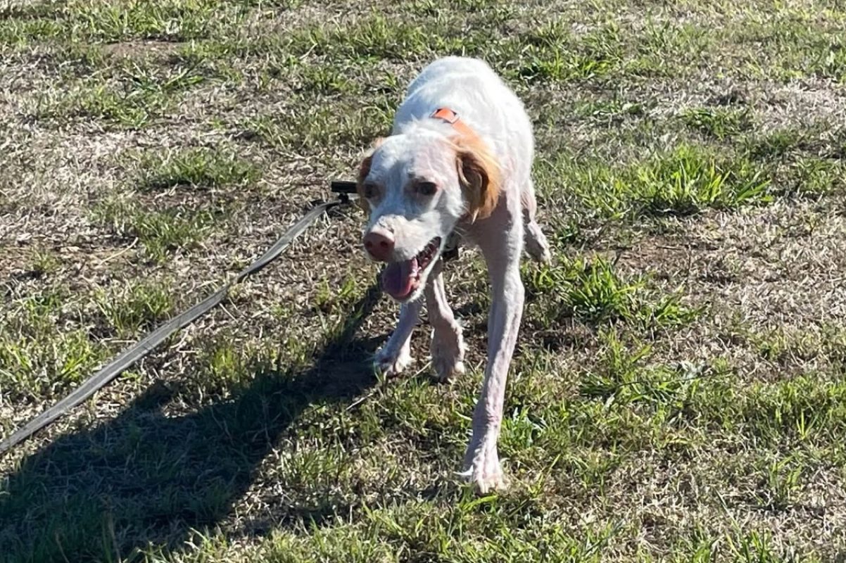 Etoile - Chien Setter Anglais à adopter - photo 2