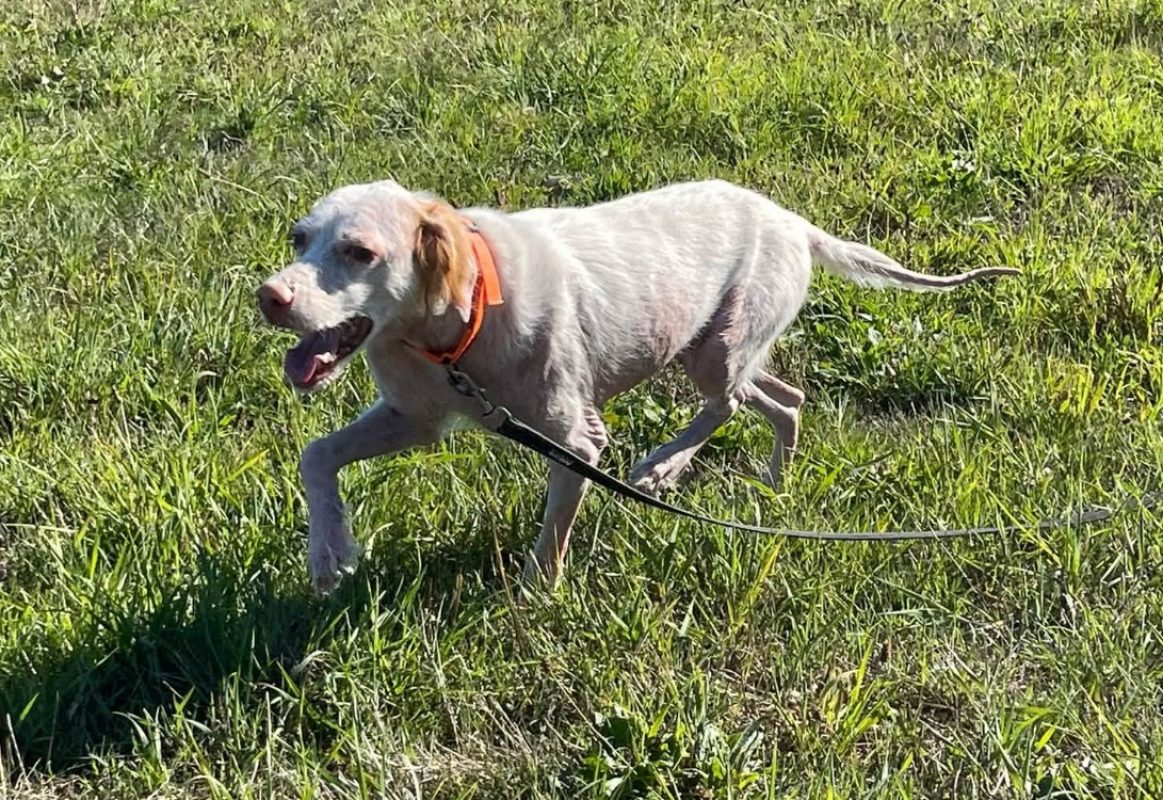 Etoile - Chien Setter Anglais à adopter - photo 3