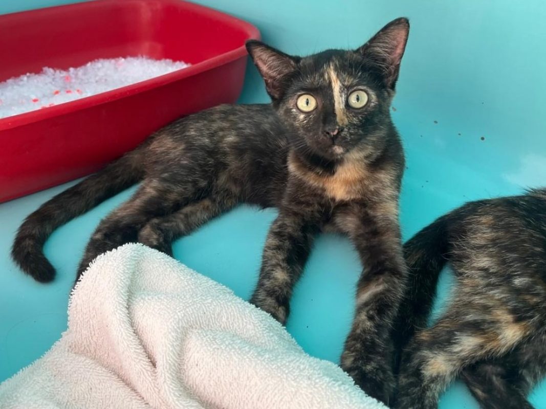 Quiana - Chat Européen à adopter