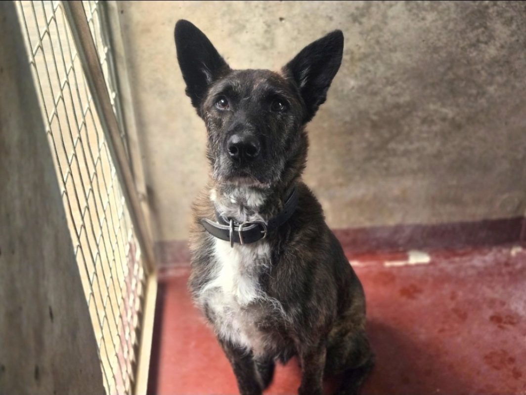 Bagheera - Chien Berger Belge Malinois à adopter