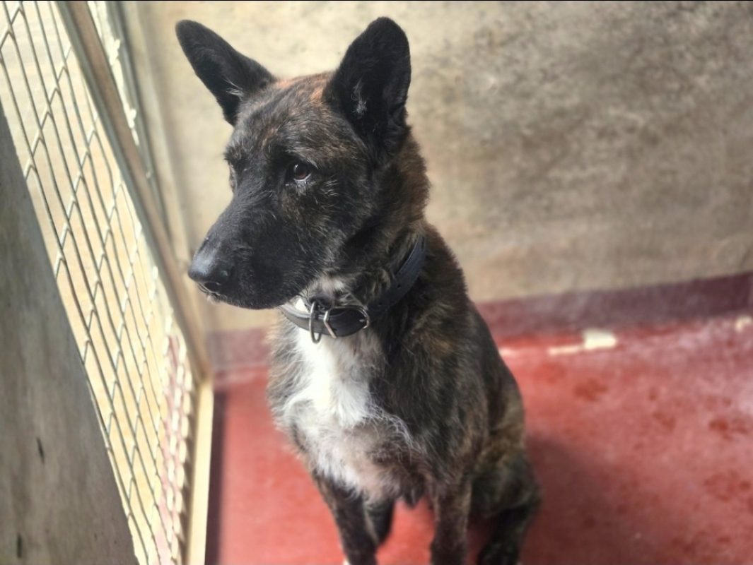 Bagheera - Chien Berger Belge Malinois à adopter - photo 2