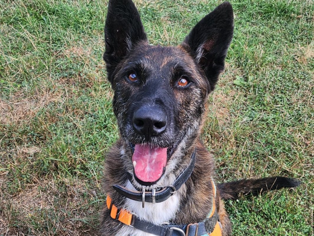 Bagheera - Chien Berger Belge Malinois à adopter