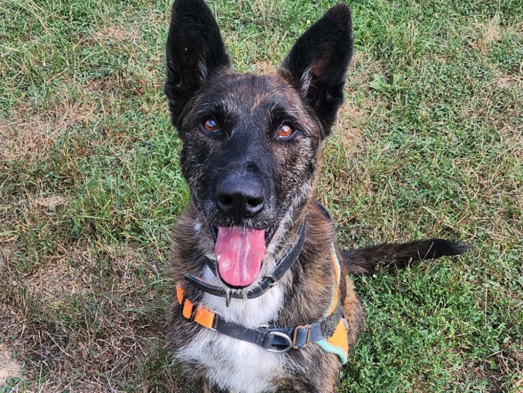 Bagheera - Chien Berger Belge Malinois à adopter - photo 2