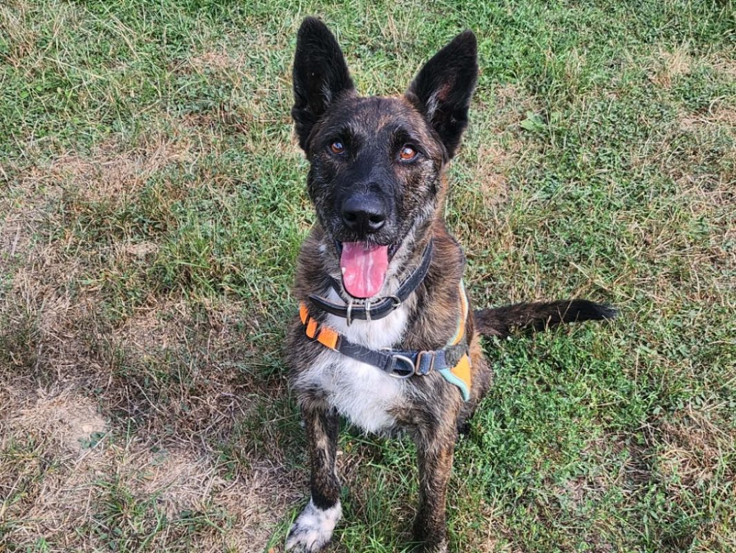 Bagheera - Chien Berger Belge Malinois à adopter - photo 3
