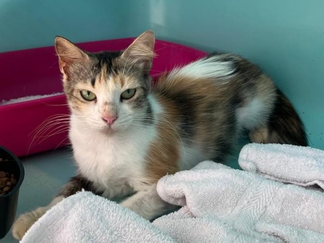 Quimi - Chat Européen à adopter