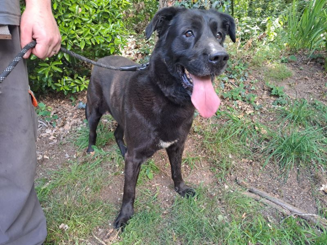 Ugo - Chien à adopter