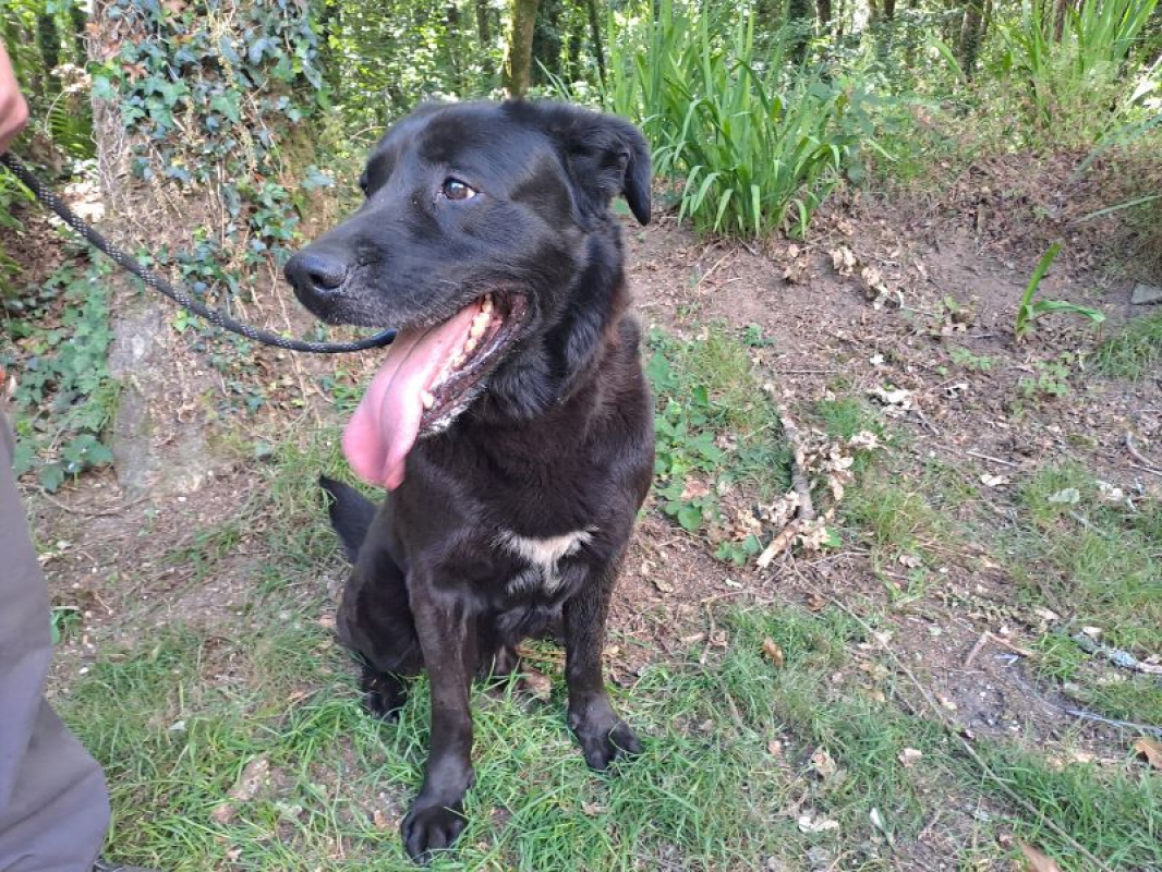 Ugo - Chien à adopter - photo 2