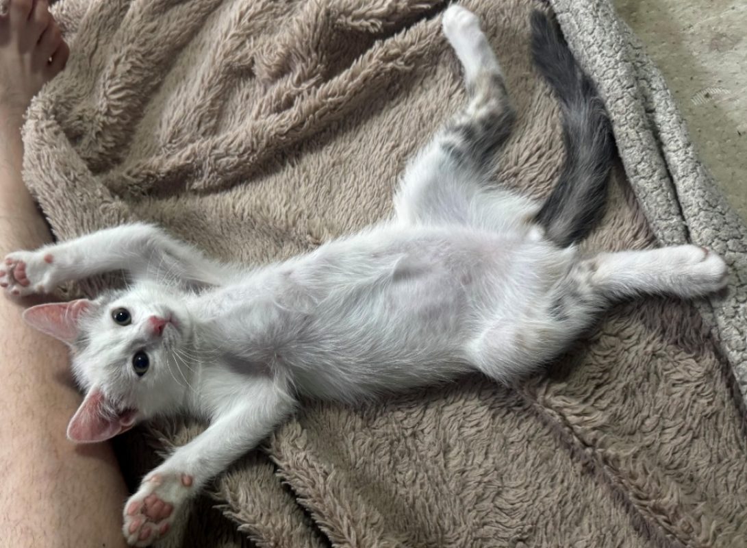 Gipsie - Chat Européen à adopter