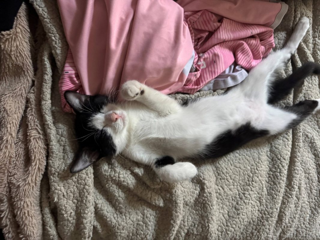 Athena - Chat Européen à adopter