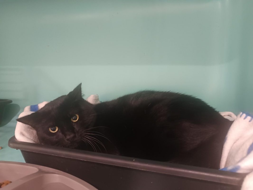 Pantoufle - Chat Européen à adopter