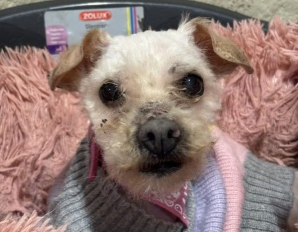 Mimie - Chien Bichon à poil frisé à adopter