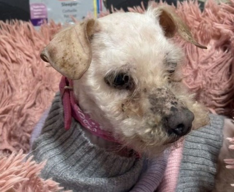 Mimie - Chien Bichon à poil frisé à adopter - photo 2