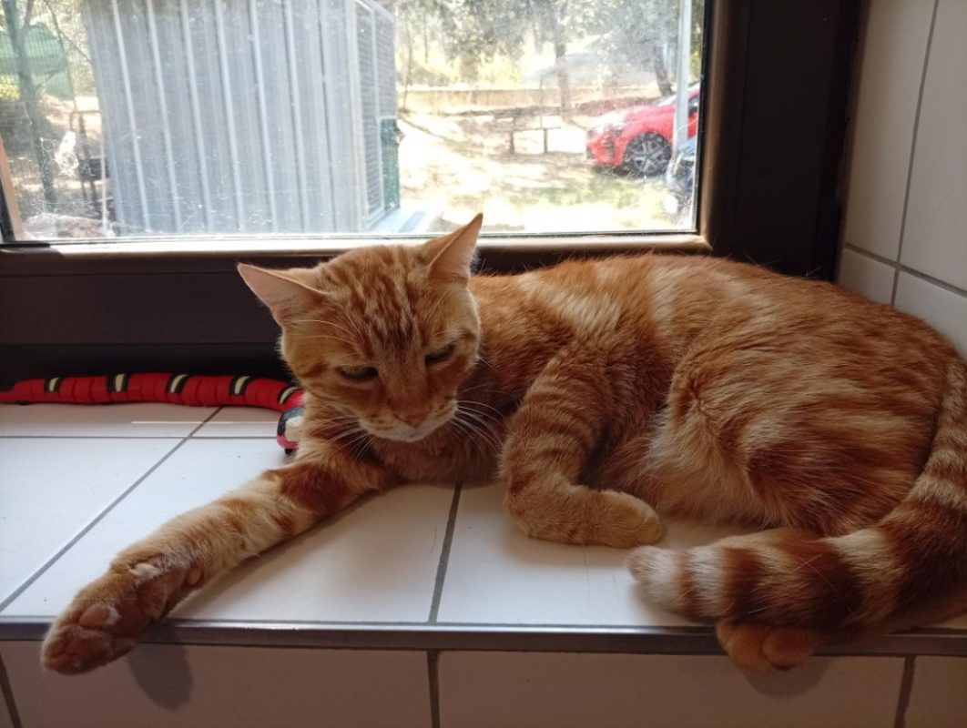 Shady - Chat Européen à adopter