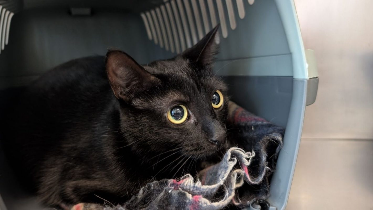 Talia - Chat Européen à adopter