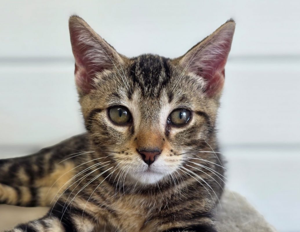 Atchoum - Chat Européen à adopter