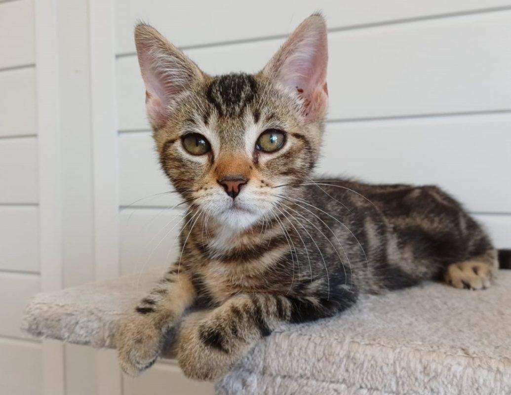 Atchoum - Chat Européen à adopter - photo 2