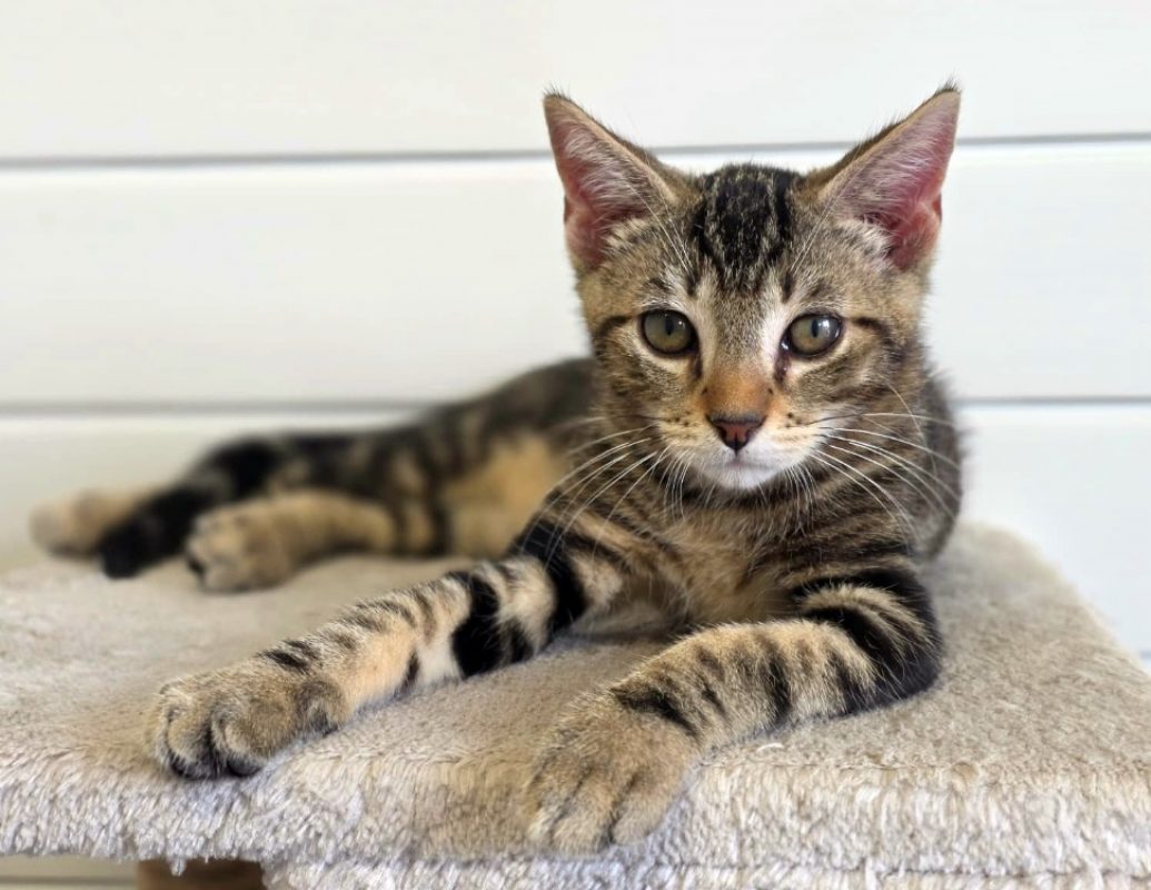Atchoum - Chat Européen à adopter - photo 3
