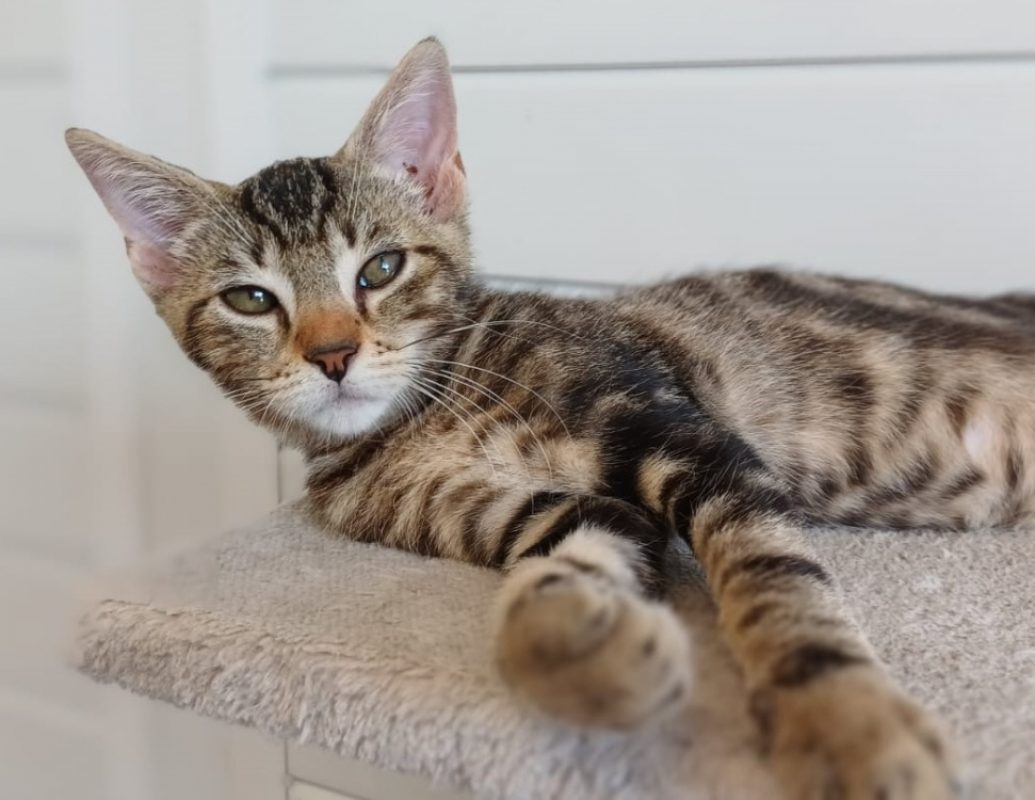 Atchoum - Chat Européen à adopter - photo 4