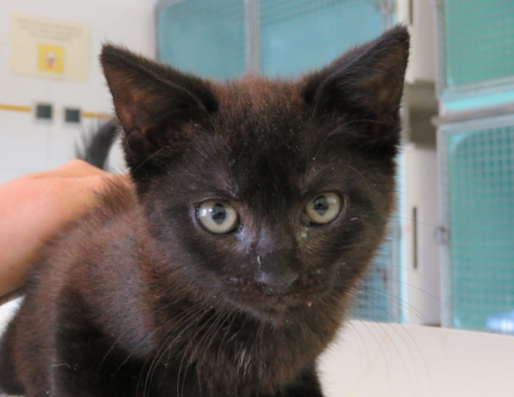 Alina - Chat Européen à adopter