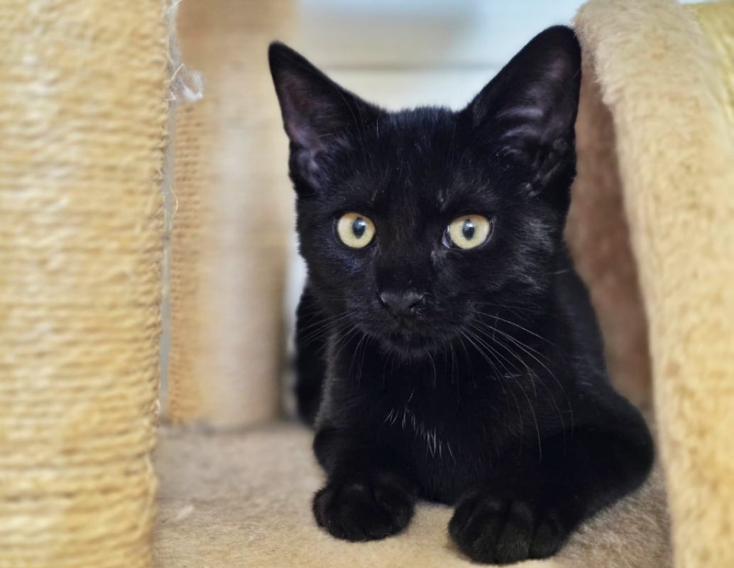 Alina - Chat Européen à adopter