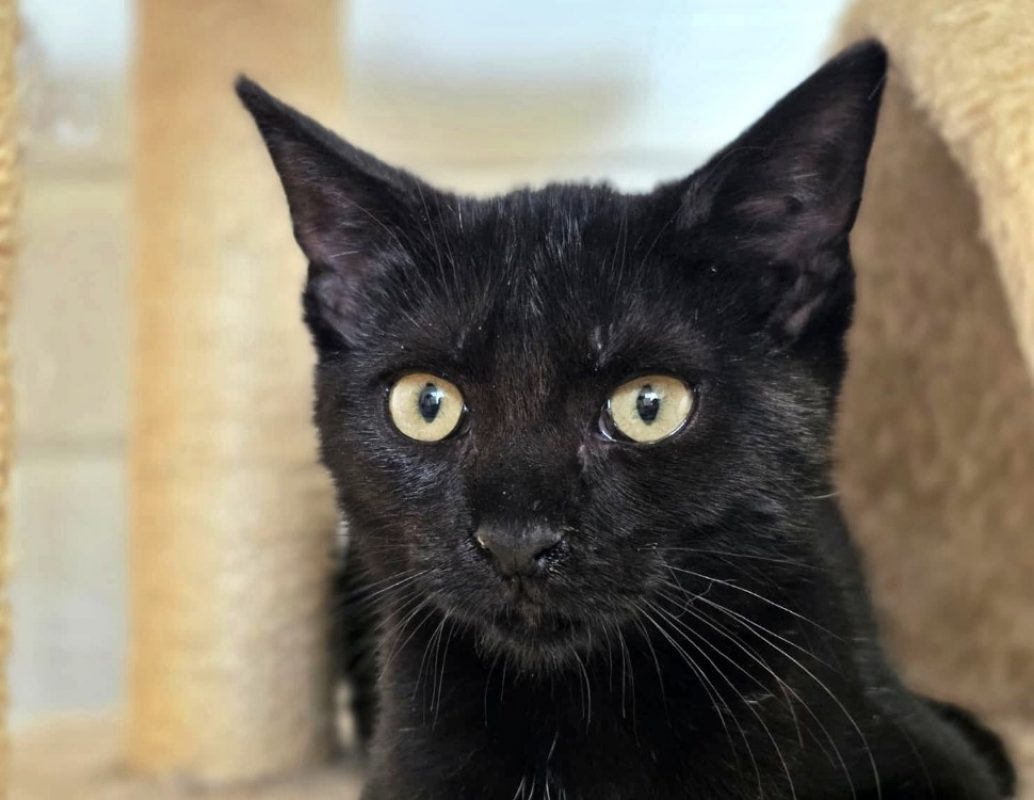 Alina - Chat Européen à adopter - photo 2