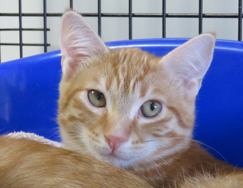 Amon - Chat Européen à adopter
