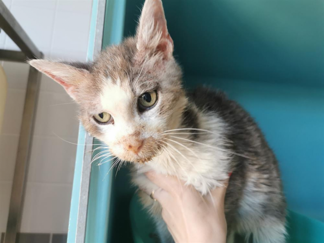 Photo #3 de Leonard famille relais